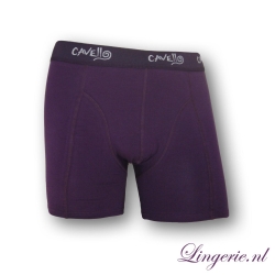 Cavello Boxer