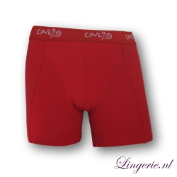 Cavello Boxer