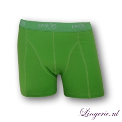 Cavello Boxer